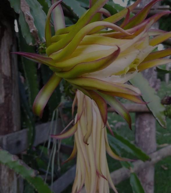 Atendimento com psicanalista